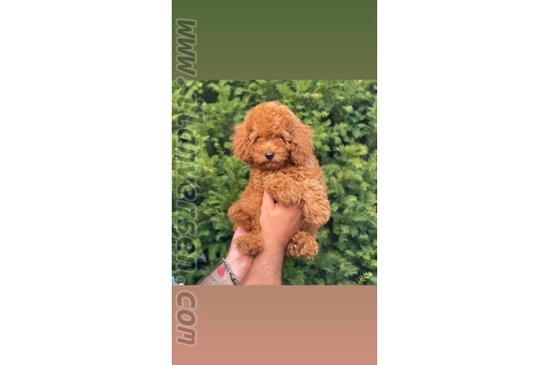 Cip takılı Poodle