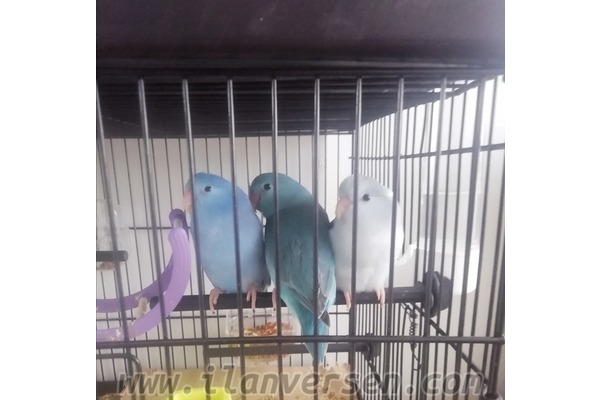 Diğer papağan Eski Habipler Mah.