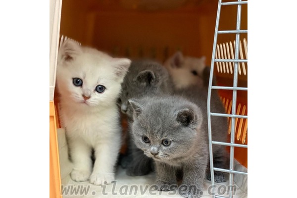 British shorthair 0-3 Aylık