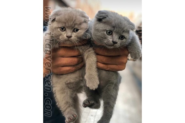 Dişi ve Erkek kedi Altınkum Mah.