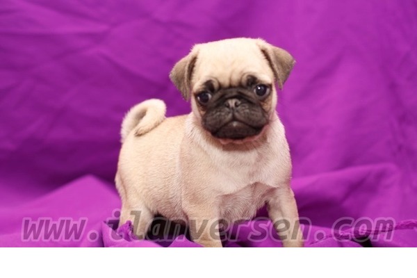 PUG YAVRULARI