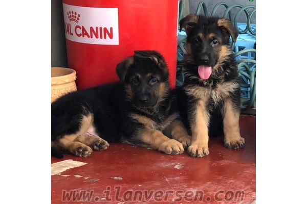 köpek Alman çoban kurdu fiyatları