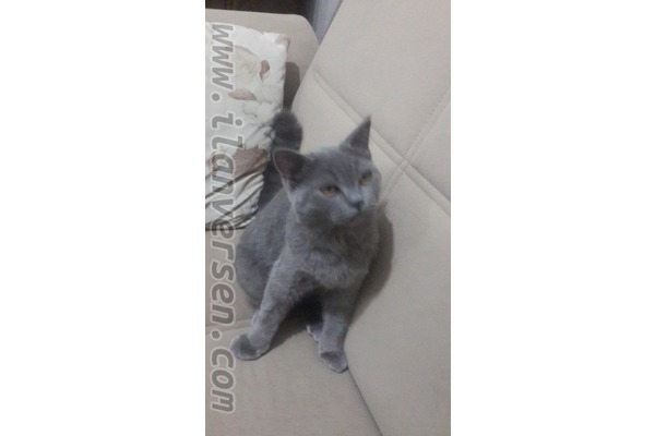 Dişi kedi Yeni Mah.