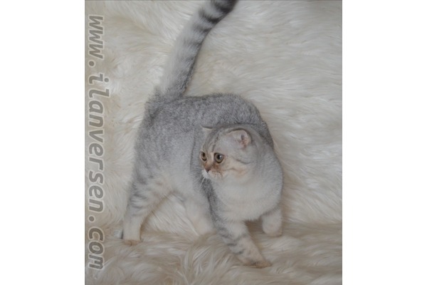 Scottish fold ad_hayvan_kimlere_uygun