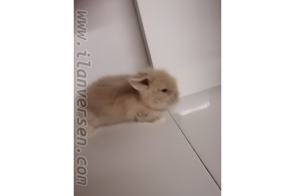 Erkek tavşan Yunuseli Mah.