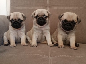 Pug Izmir