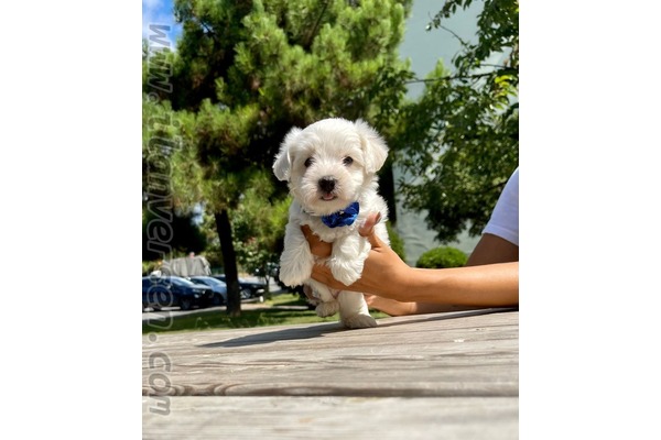 Caddebostan Mah. köpek ilanı ver