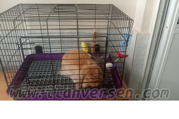 tavşan Lop fiyatları