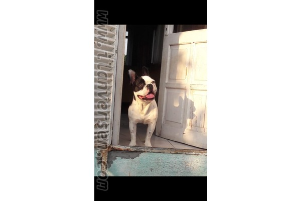 köpek ilanlari Kirazlı Köyü