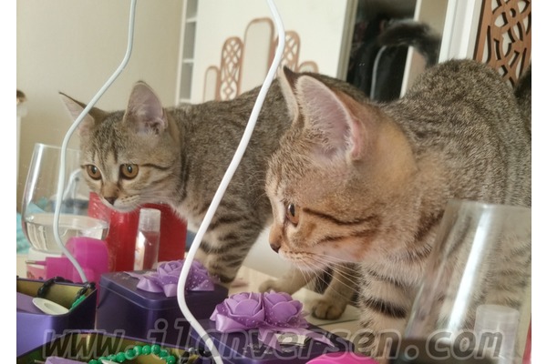 British shorthair 3-6 Aylık Yeşil Mah.