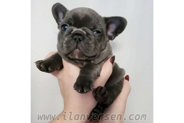French bulldog Gülbahar Mah.