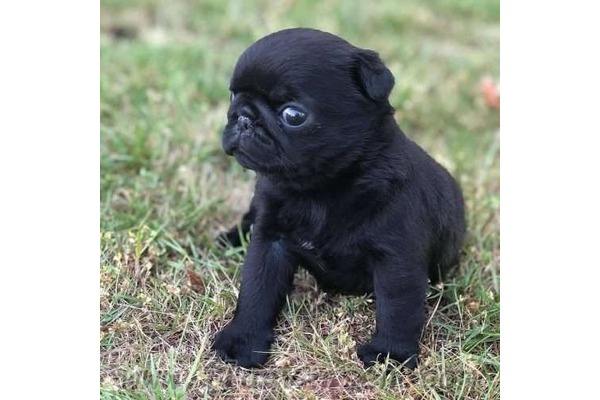 Pug Aileye uygun