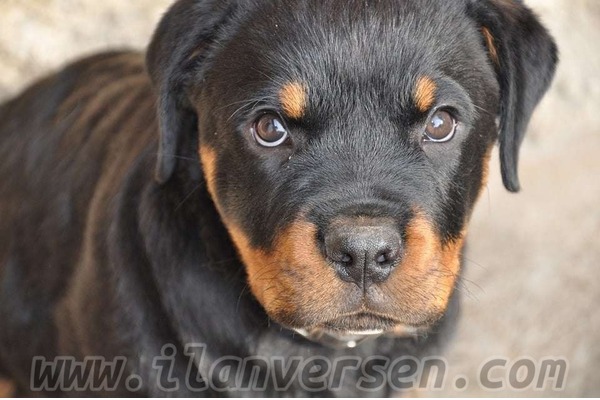 Rottweiler Gülbahar Mah.