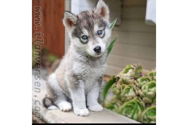Husky Aileye uygun