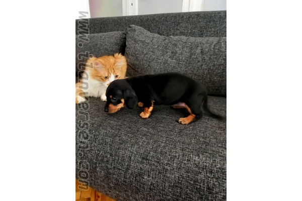yaş 0-3 Aylık köpek Gülbahar Mah.