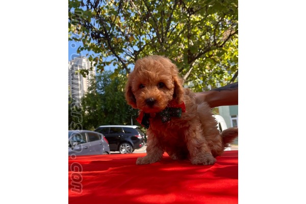 köpek ilanlari Caddebostan Mah.