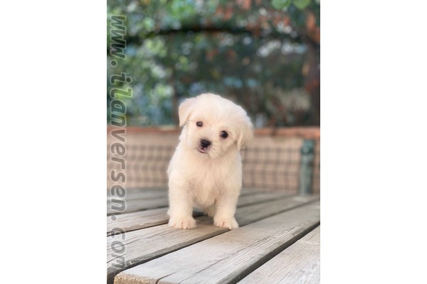 köpek Maltese terrier fiyatları