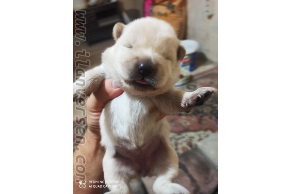Chow Chow Dişi ve Erkek Fatih Mah.