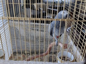 jako papağan kafesi Afrika gri papağanı / jako papağanı Sahibinden 0 TL