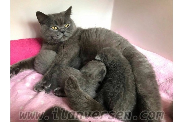British shorthair Adalet Mah.