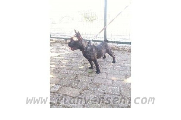 Cumhuriyet Mah. köpek ilanı ver