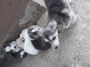  Diğer köpek ırkı 1 TL Süleymaniye Köyü