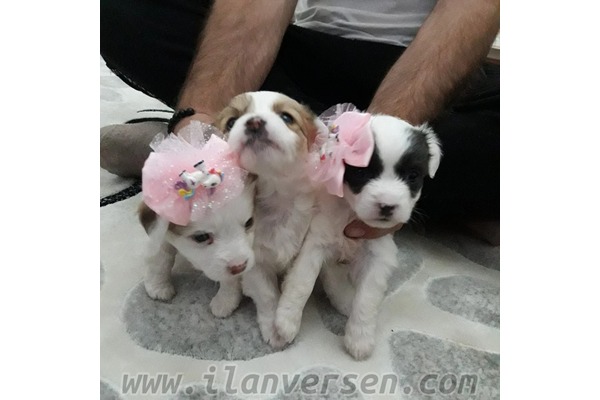 Maltese terrier Eğitimli