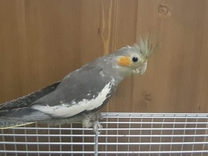 grey sultan papağanı Yurt Mah. Papağan ilanları