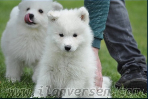 Beşköprü Mah. köpek ilanları