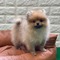 Pomeranian Dişi ve Erkek Örnek Mah.