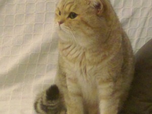  British shorthair kedi Eyyübiye