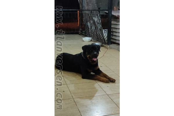 Rottweiler Erkek köpek