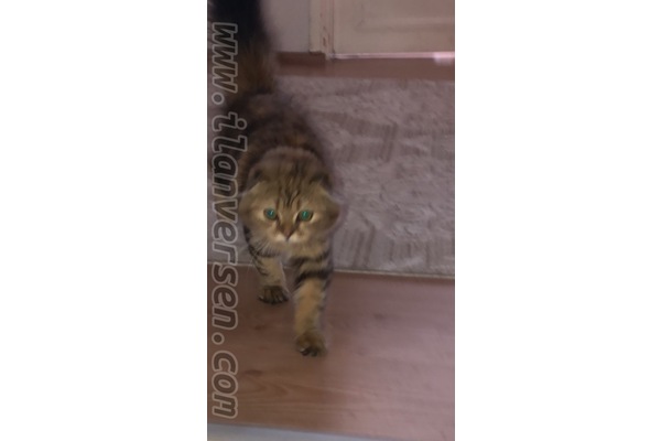 Scottish fold Bilmiyorum