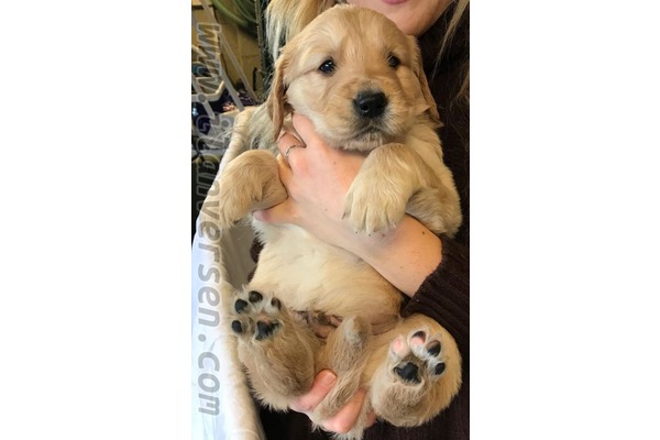 Golden retriever Sahibinden Cumhuriyet Mah.