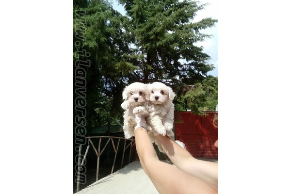 Aksaray Mah. köpek fiyatları