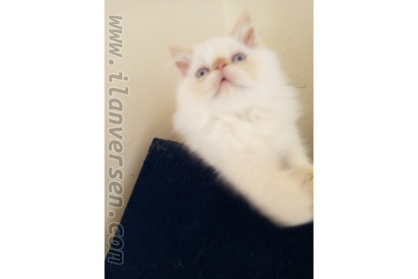 Erkek kedi Bahçelievler Mah.