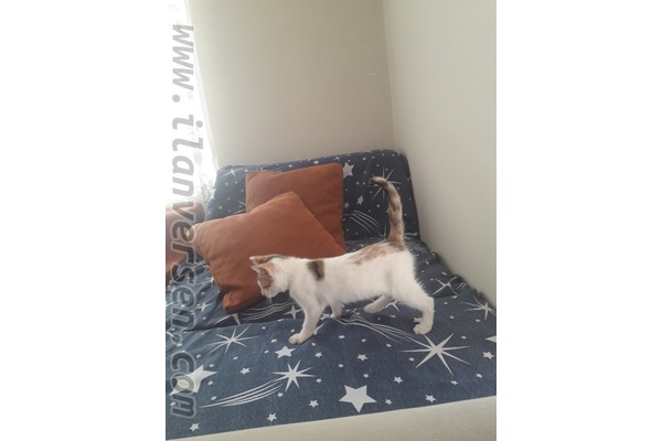 Dişi ve Erkek kedi Tömük Bld.