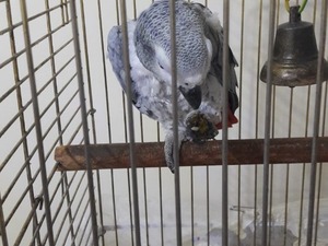  Afrika gri papağanı / jako papağanı 8
