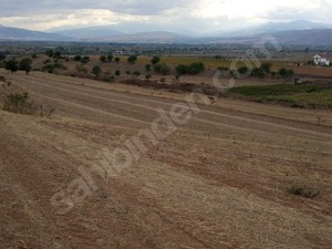 arazi tarla Karayaka Bld. emlak fiyatları
