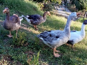satılık kazlar Kışlaköy Köyü hayvanlar ilanları