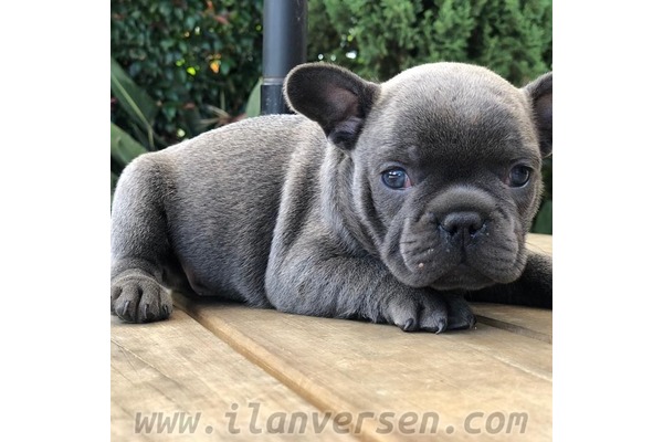 French bulldog Sahibinden Altıparmak Mah.
