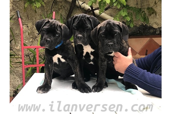 Cane corsa Dişi ve Erkek köpek