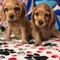 American coccer Dişi ve Erkek köpek