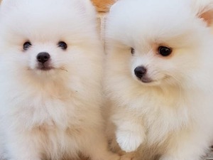  köpek Pomeranian fiyatları