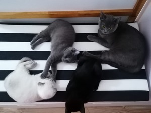 siyam kedisi erkek kedi ilanlari Durali Alıç Mah.