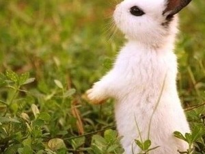  Diğer tavşan ırkı Hadımköy Mah.