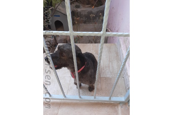 Gümüşpala Mah. köpek ilanı ver
