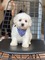 Maltese terrier köpek Kadıköy