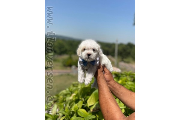 Maltese terrier Sahibinden Caddebostan Mah.