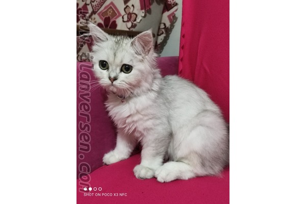 Şeyh Şamil Mah. kedi fiyatları
